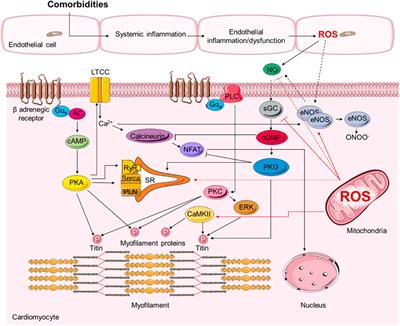 Current Understanding of Molecular Pathophysiology of Heart Failure With Preserved Ejection Fraction